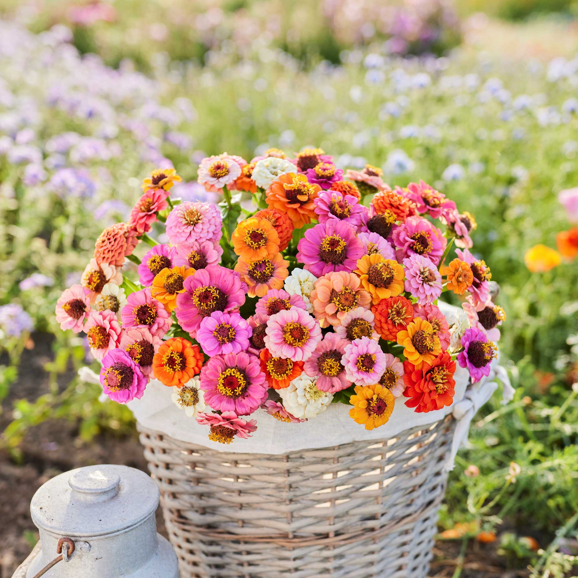Sow the Garden of Your Dreams